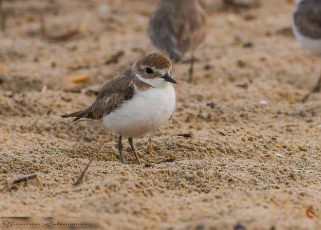 Tibetan Sand-Plover - ML378294891