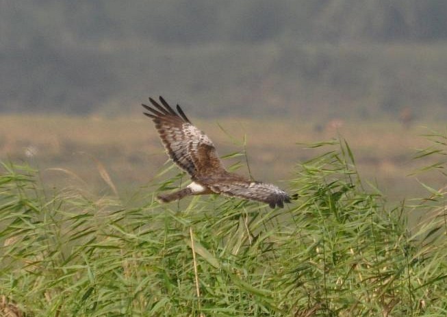 Pied Harrier - Srimonti Dutta