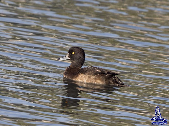 Tufted Duck - ML378295521