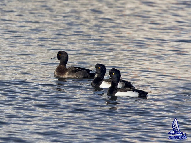 Tufted Duck - ML378295541