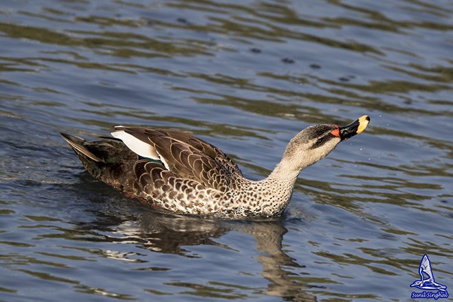 Indian Spot-billed Duck - ML378295581