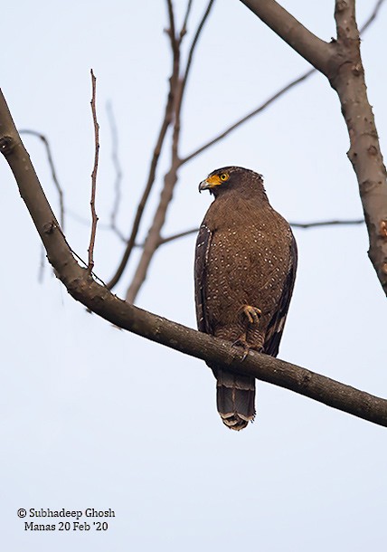 Crested Serpent-Eagle (Crested) - Subhadeep Ghosh