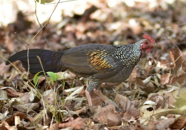 Gray Junglefowl - ML378296931