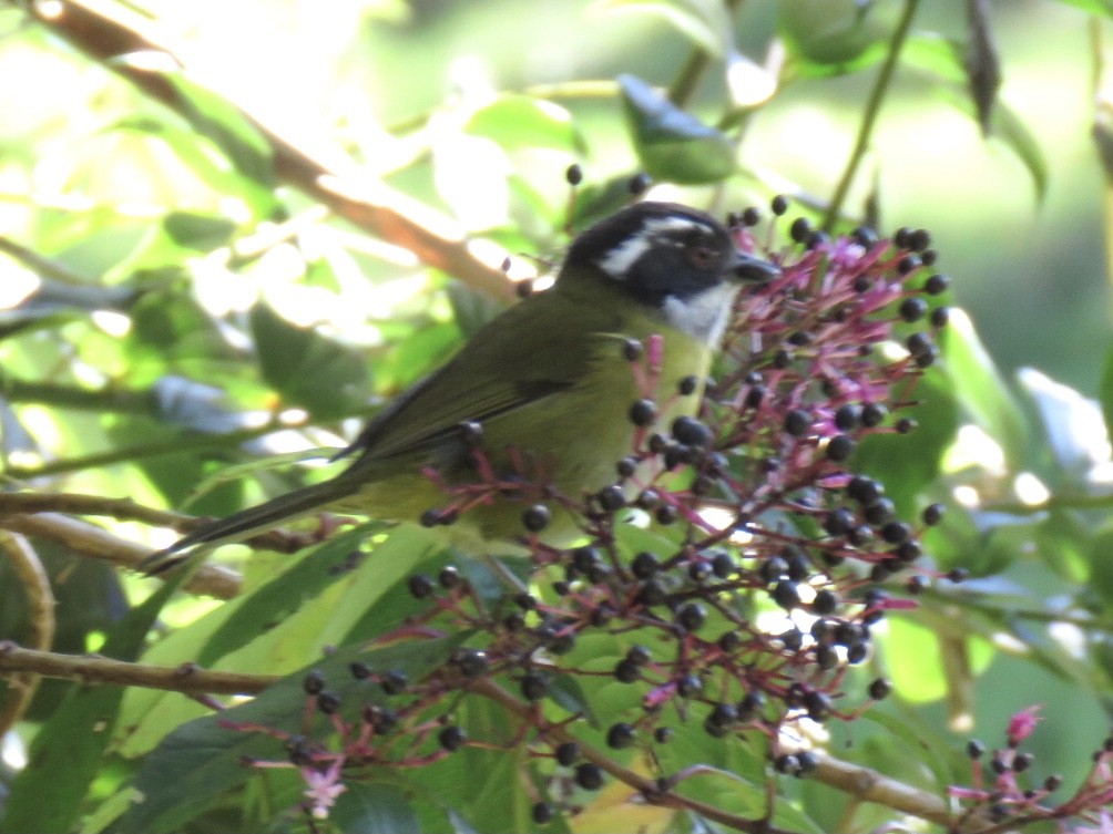 Sooty-capped Chlorospingus - ML378297081