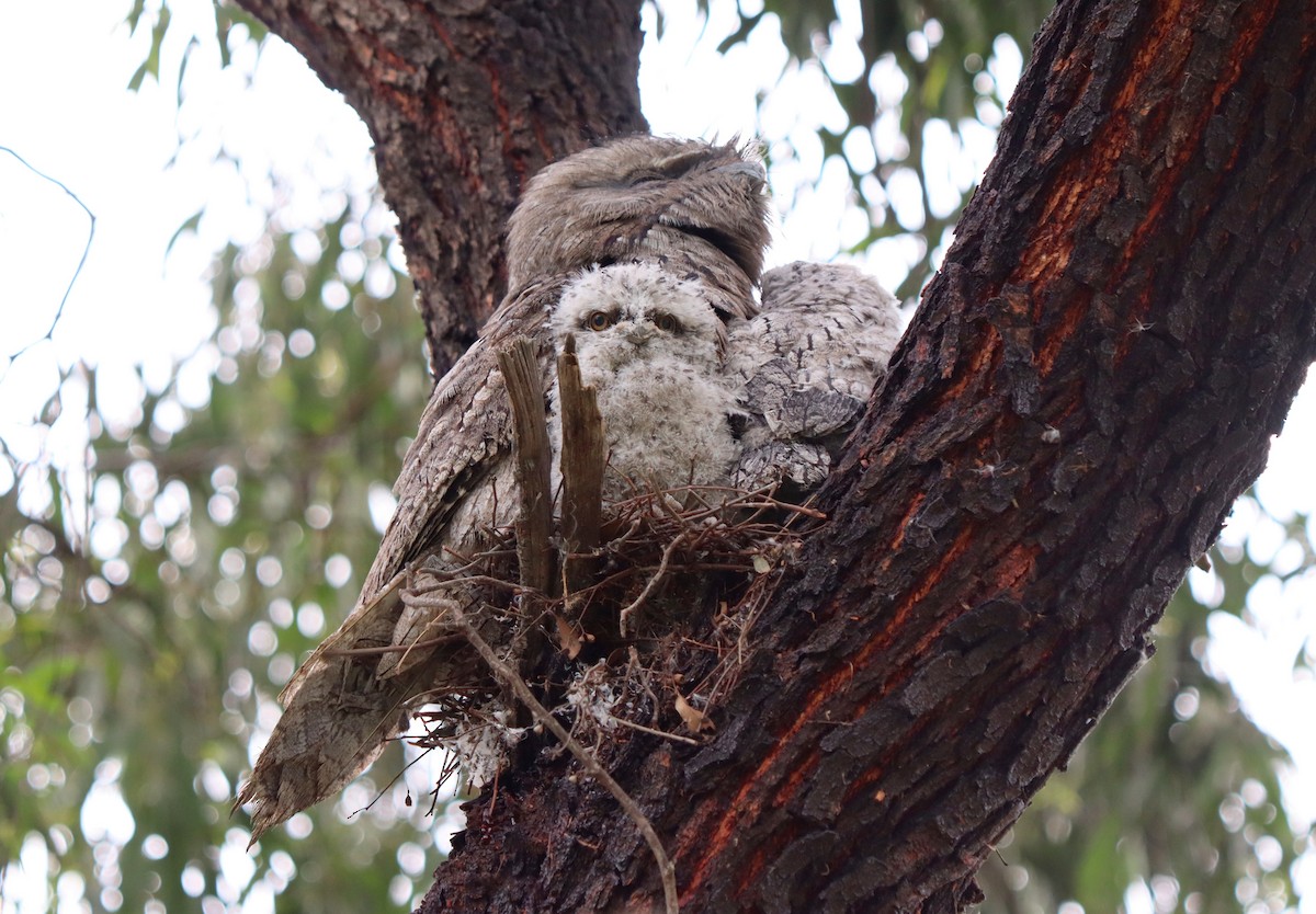 Tawny Frogmouth - ML378297481