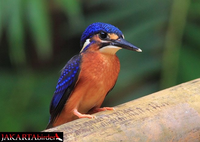 Blue-eared Kingfisher - ML378297611
