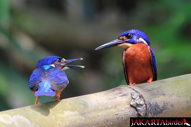 Blue-eared Kingfisher - ML378297651