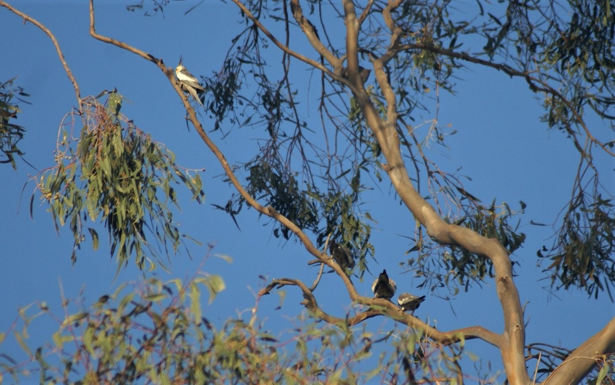 Cockatiel - ML378297721