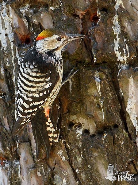 Brown-fronted Woodpecker - ML378298221