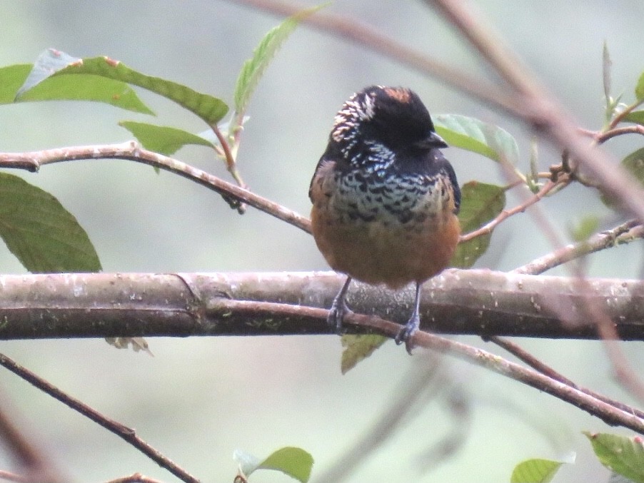 Spangle-cheeked Tanager - ML378298241