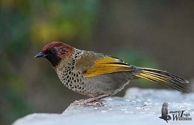 Chestnut-crowned Laughingthrush - ML378298281