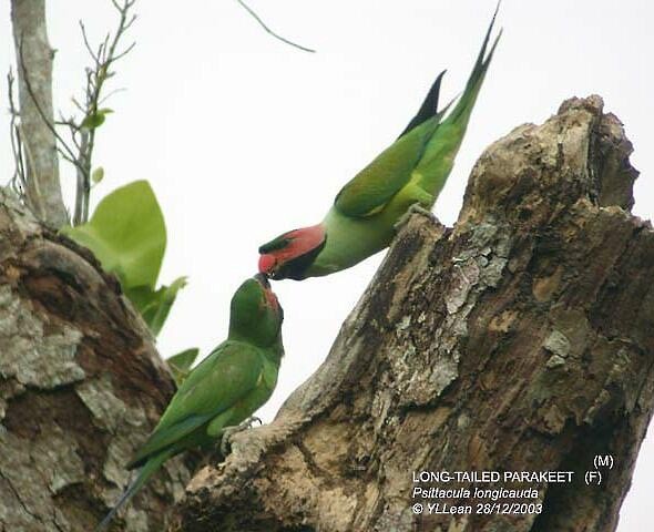 Uzun Kuyruklu Yeşil Papağan (longicauda/defontainei) - ML378298311