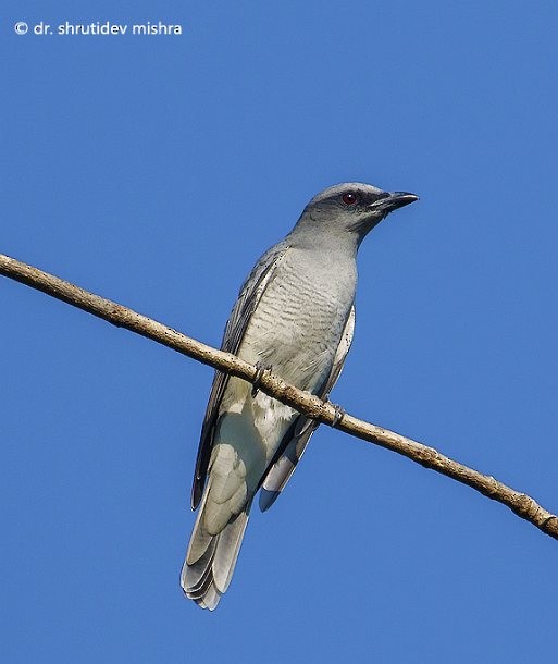 Indian Cuckooshrike - ML378298651