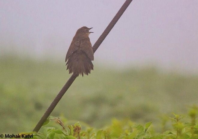 Broad-tailed Grassbird - ML378298801