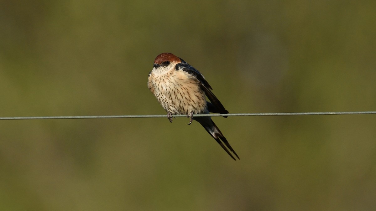 Greater Striped Swallow - Clayton Burne