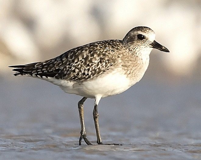 Black-bellied Plover - ML378300831