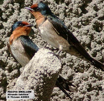 Pacific Swallow (Pacific) - ML378301831