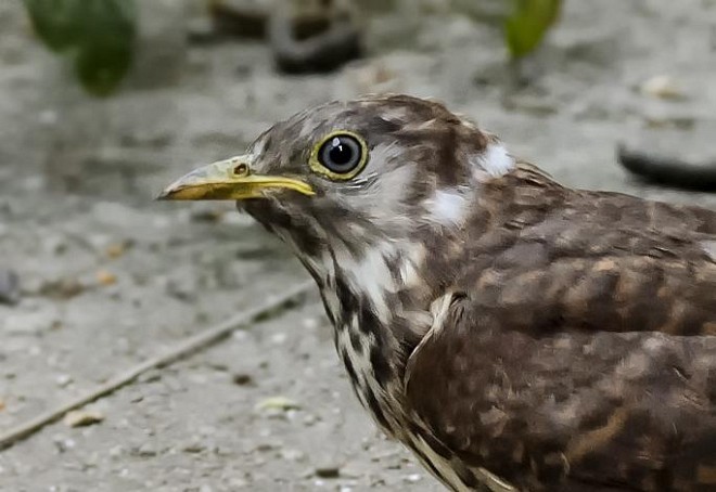 Common Hawk-Cuckoo - ML378301931