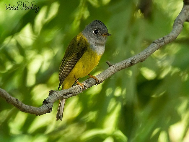 Gray-headed Canary-Flycatcher - Pankaj Maheria