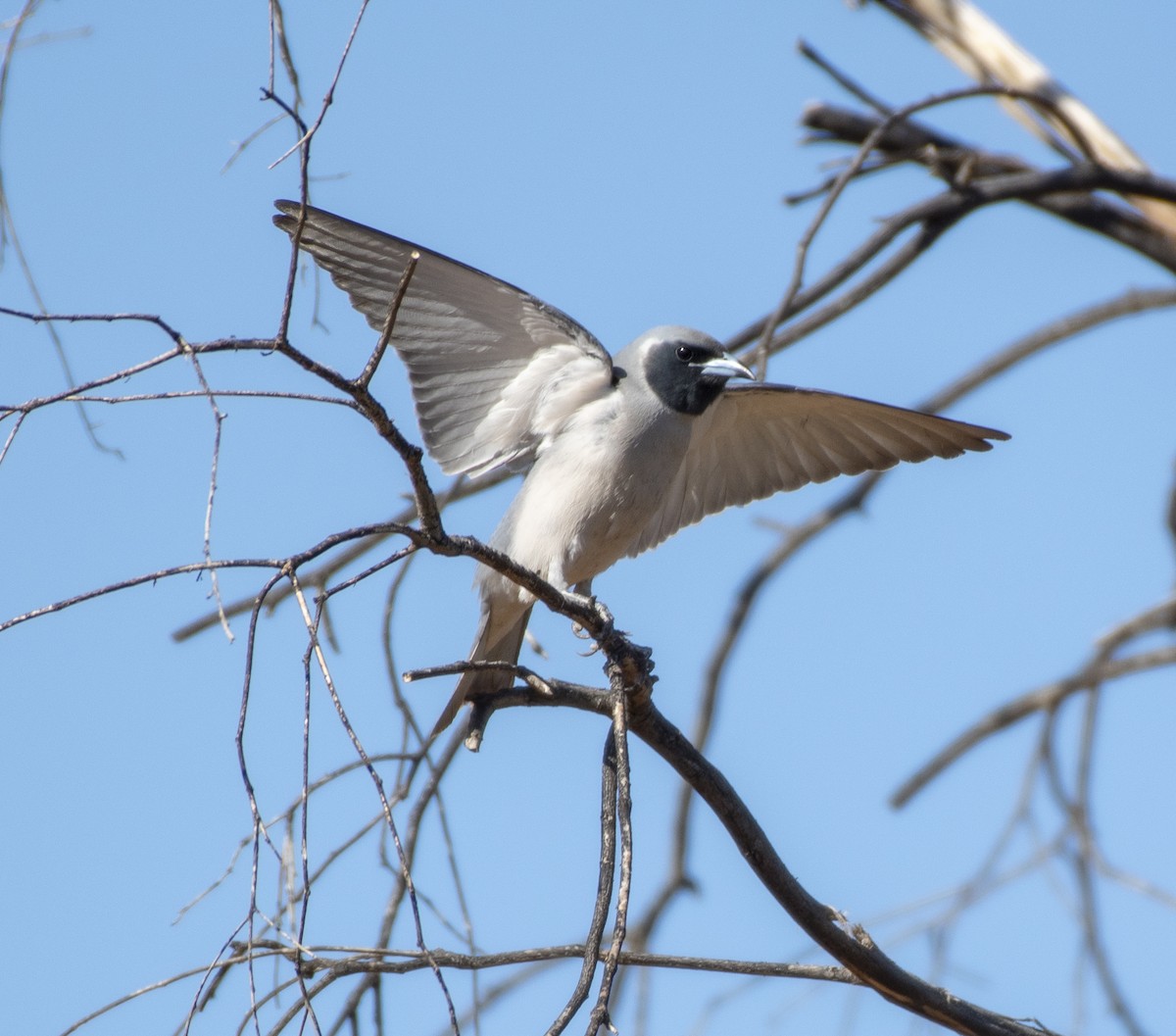 Masked Woodswallow - ML378302541