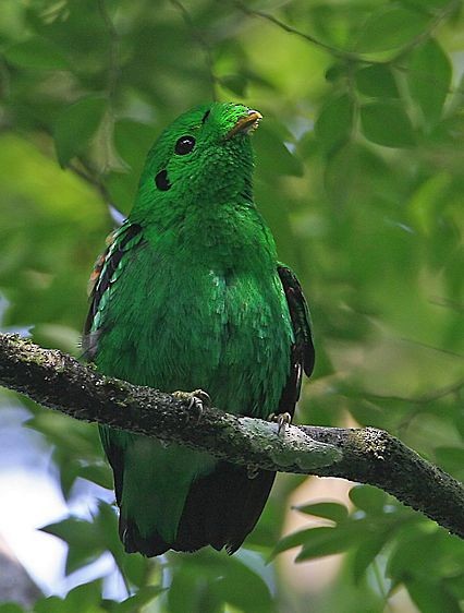 Green Broadbill - Mervin Quah