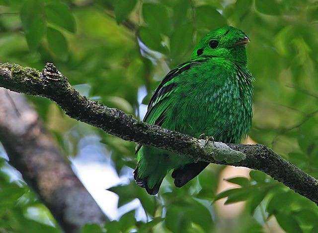 Green Broadbill - Mervin Quah