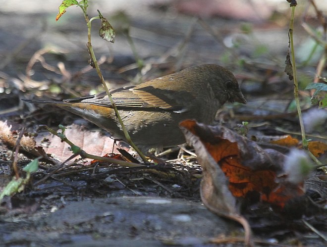 Blanford's Rosefinch - ML378303491