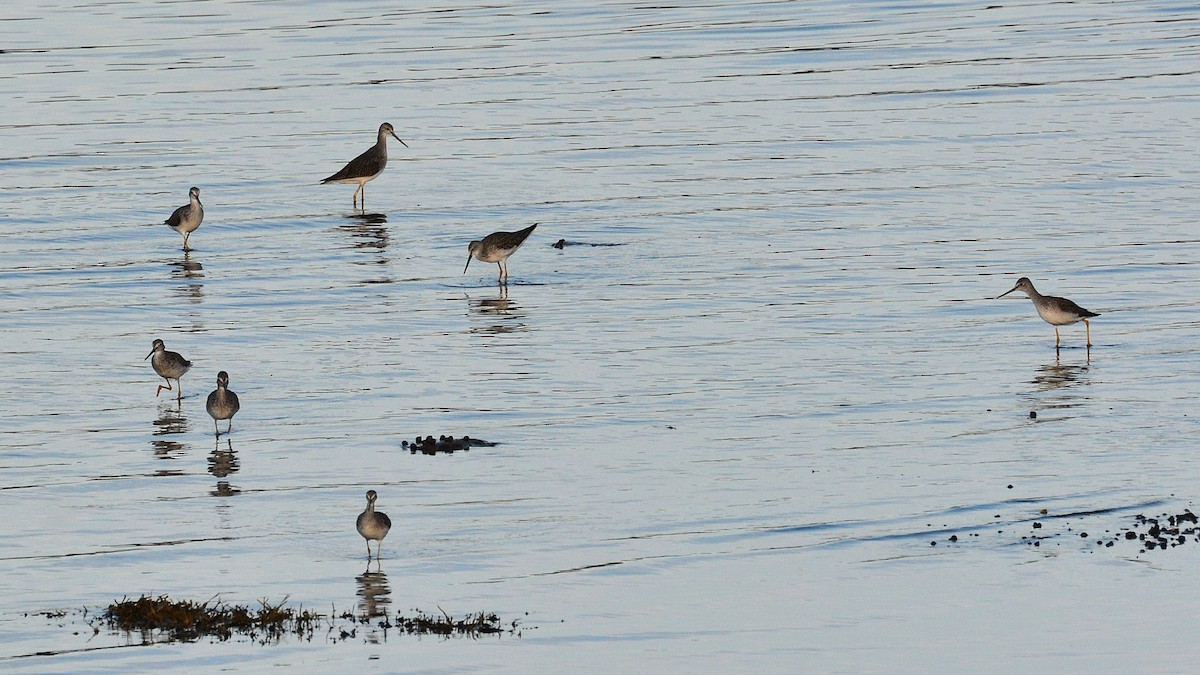 Greater Yellowlegs - ML37830371