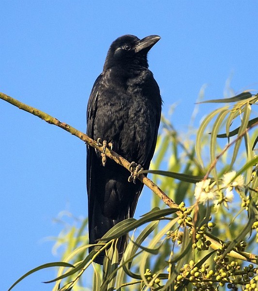 Large-billed Crow (Indian Jungle) - ML378303781