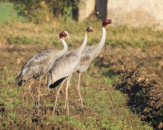 Sarus Crane - ML378303791