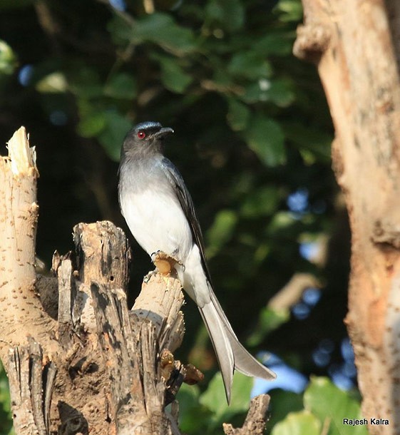 White-bellied Drongo (White-bellied) - ML378304121