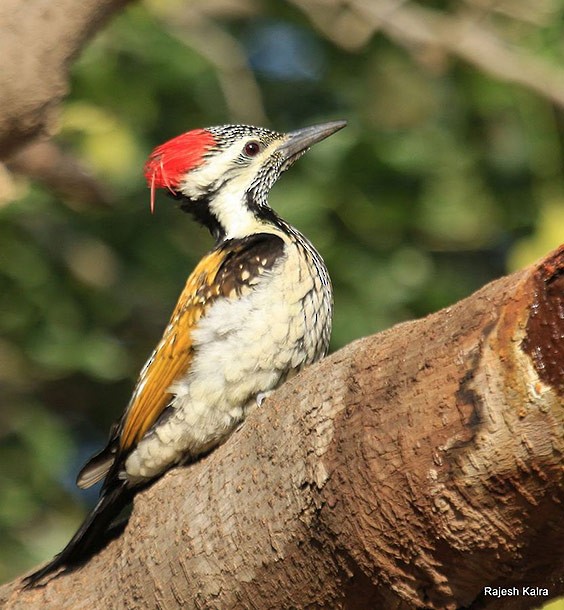 Black-rumped Flameback - ML378304141