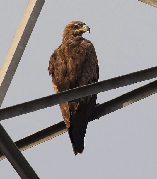 Tawny Eagle - ML378304281