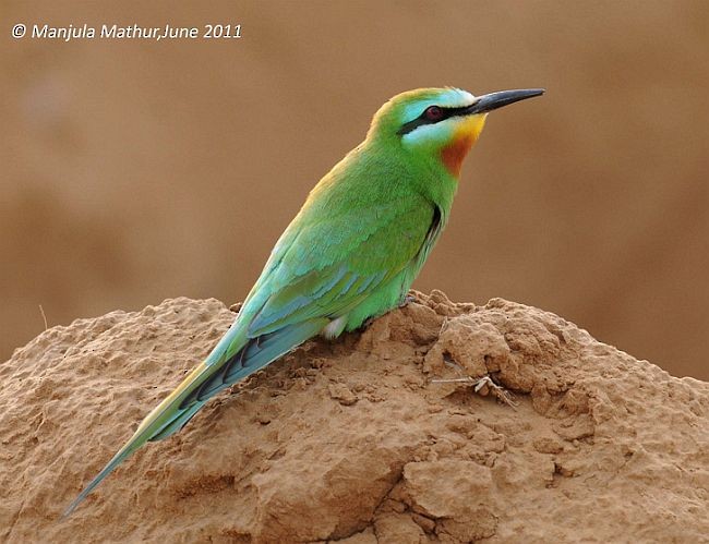 Blauwangenspint - ML378305821