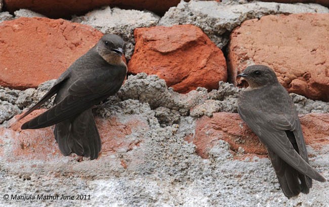 Einfarbschwalbe - ML378305921