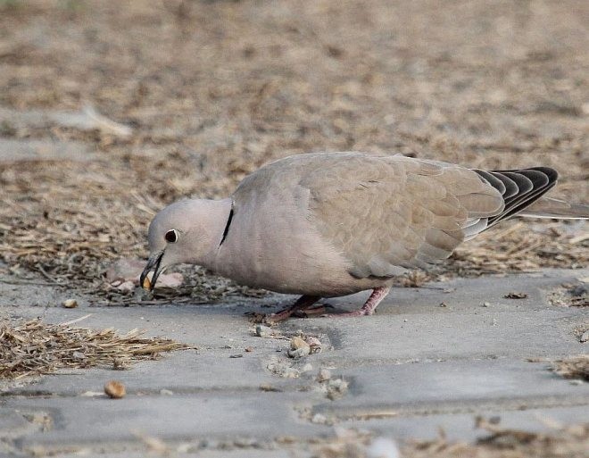 Буулгат хүүрзгэнэ - ML378306301