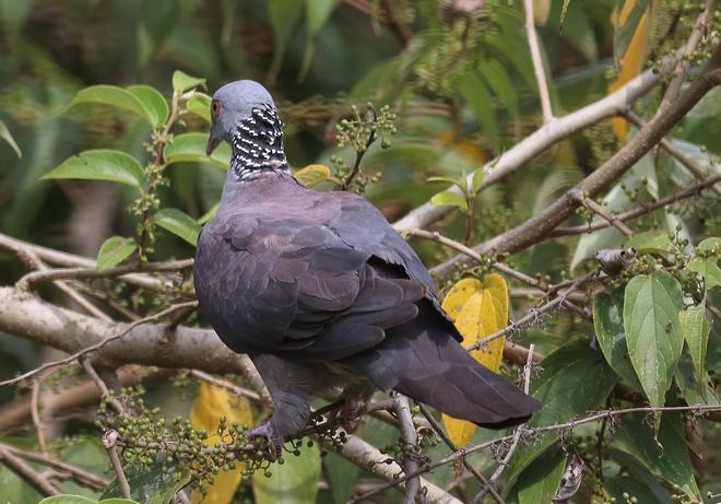 Nilgiri Wood-Pigeon - Manjusha Savant