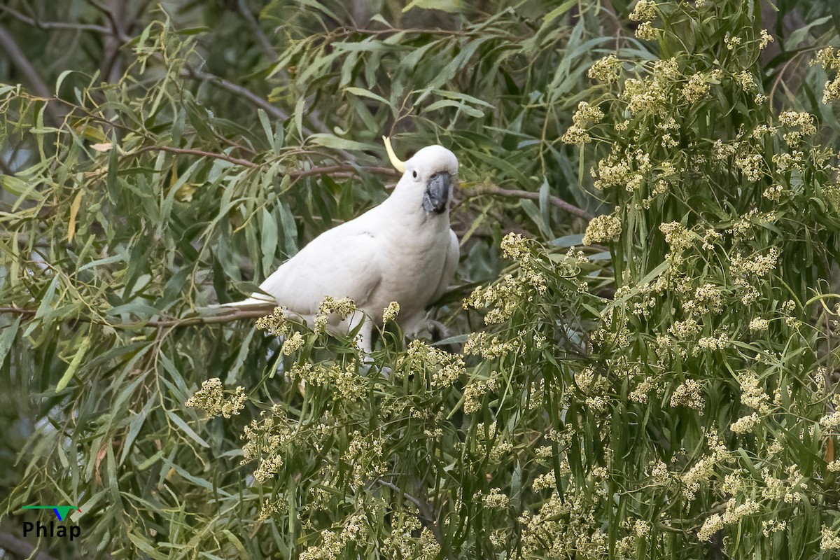 Sulphur-crested Cockatoo - ML378306701