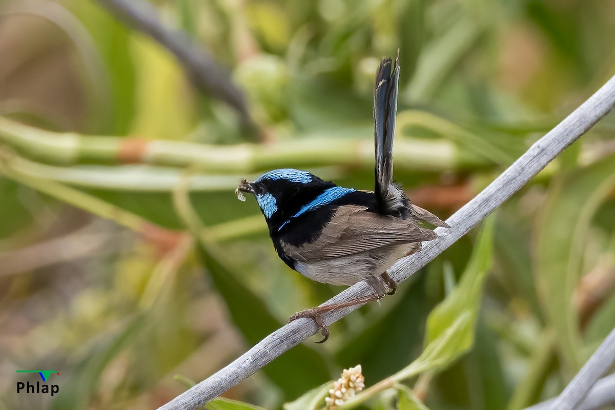 Superb Fairywren - ML378306731