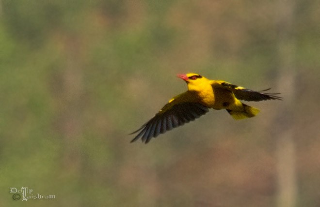 Slender-billed Oriole - ML378306911