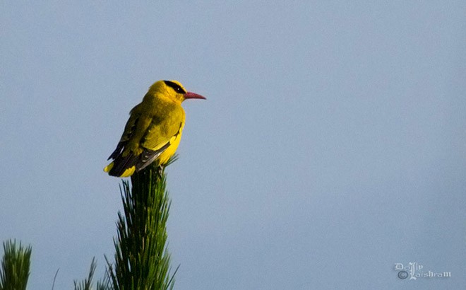 Slender-billed Oriole - ML378306921