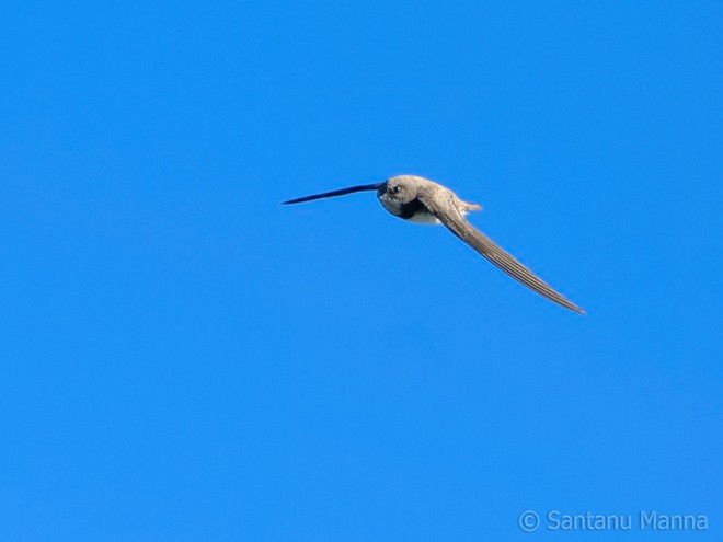 Alpine Swift - ML378307341