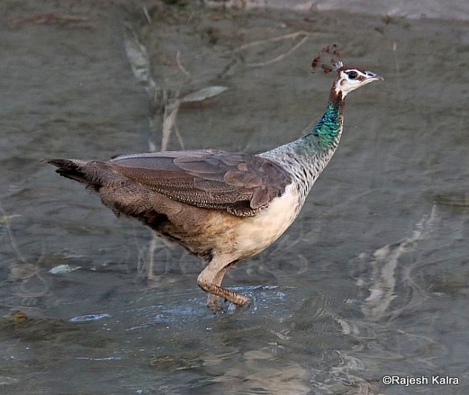 Indian Peafowl - ML378307971