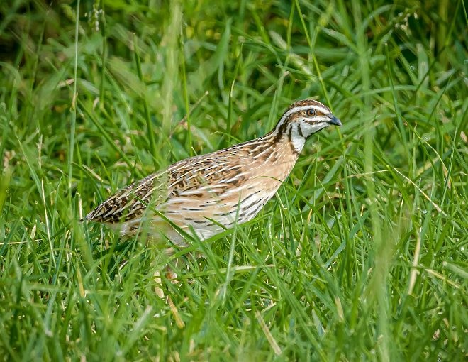 Rain Quail - ML378307981