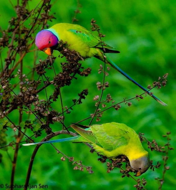 Plum-headed Parakeet - ML378308021