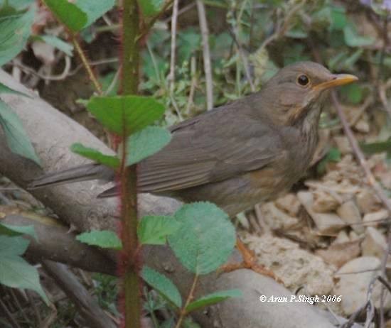 Tickell's Thrush - ML378308211