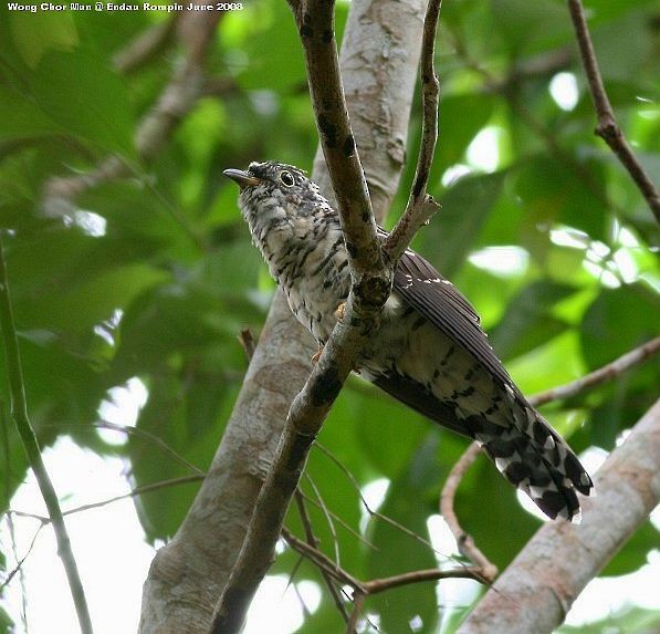 Indian Cuckoo - Chor Mun Wong