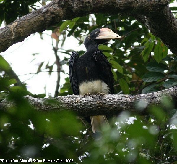 Rhinoceros Hornbill - Chor Mun Wong