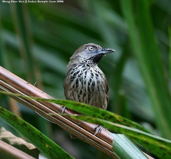 Chestnut-rumped Babbler - Chor Mun Wong