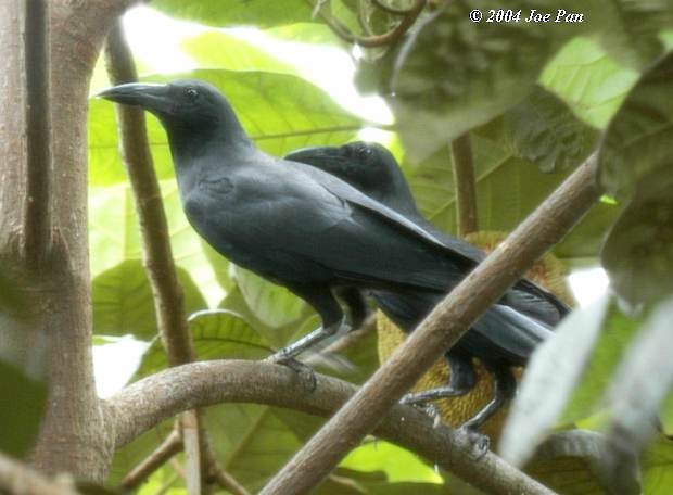 Slender-billed Crow (Sunda) - ML378308731